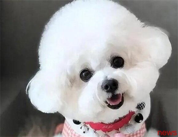 8 Most Popular Gentle and Easy Dog Breed
