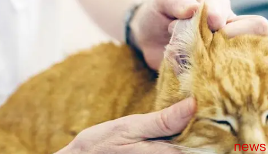 How to choose a cat for the first time? Be optimistic about five points!