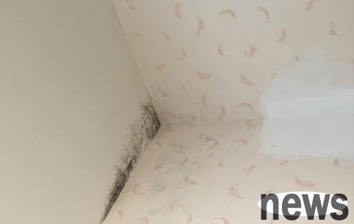 Just these few tricks, you will no longer have to worry about moldy walls.