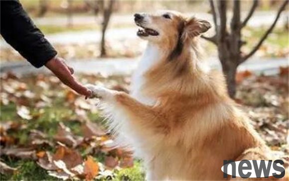 In-depth inventory of 9 popular dog breeds, take you into the diverse world of dogs