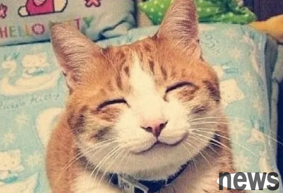Cats are 
