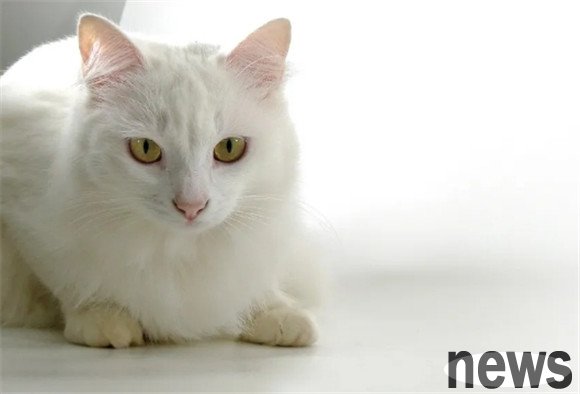 Which cats can understand human words better?