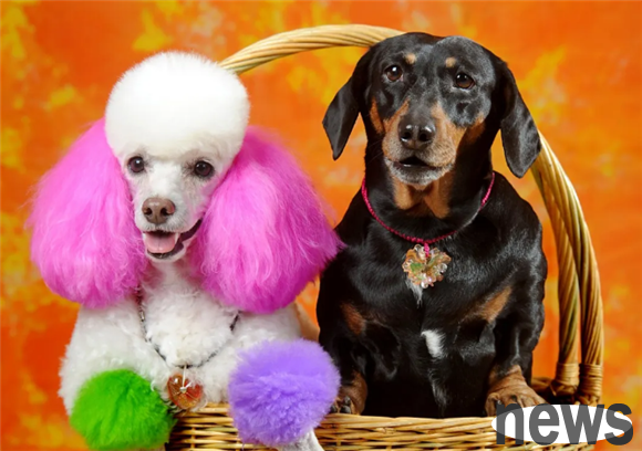 Ranking of the cleanest and best small dogs