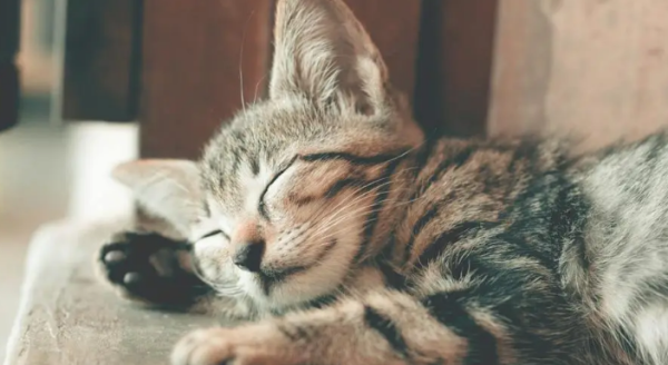 5 excellent tips for kittens to become well-behaved, making it easier for you to raise cats!