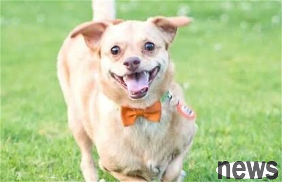 What are some ways to keep your dog quiet?