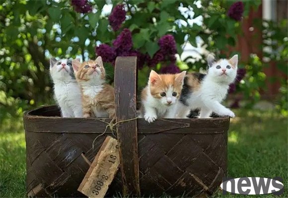 The lifespan of a cat is revealed! The longevity champion isn t it?