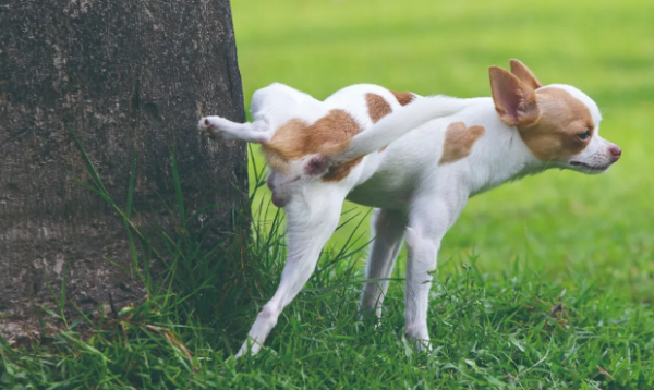 Why do dogs like to find places with pillars to pee?