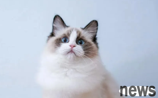The six types of cats that are recognized as 
