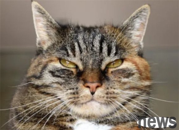 If you keep a cat when you are young, the risk of schizophrenia may be more than twice as high!