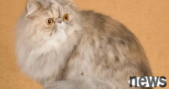 Raising these cats is simply 