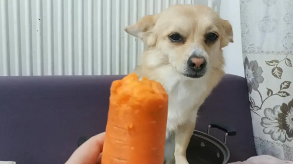 In addition to dog food, 8 