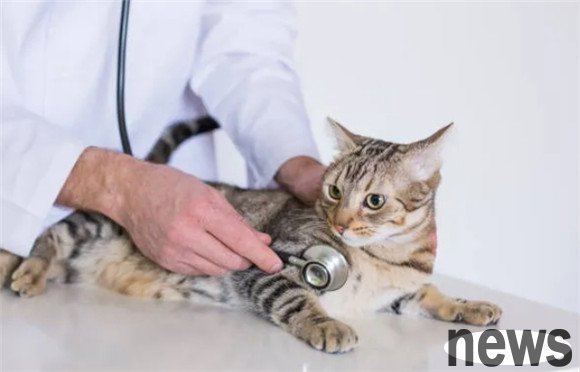 What are the special immune needs of cats? How to develop the best immunization plan?