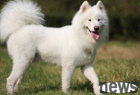 Six benefits of sleeping with dogs