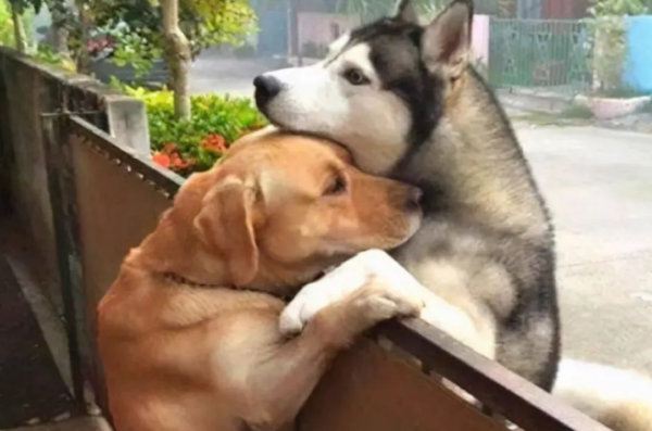 Why not raise a dog? People who have experienced it tell you that male dogs are too bad in these aspects!