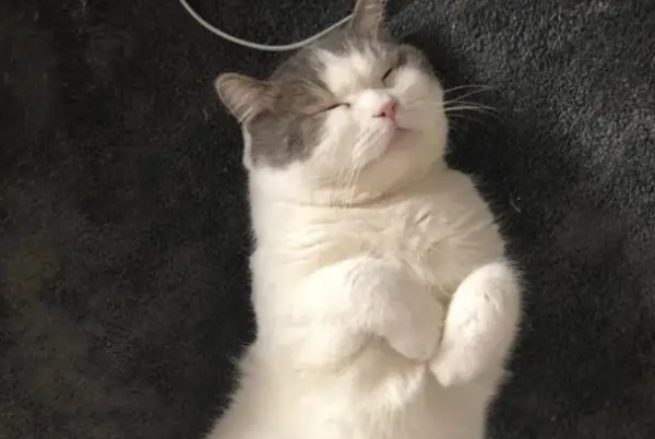 Why don’t cats touch their stomachs?