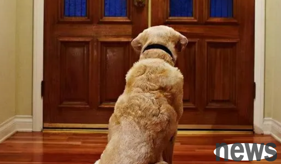 Do dogs know how long you have been away? After watching it, it turned out to be counting while waiting