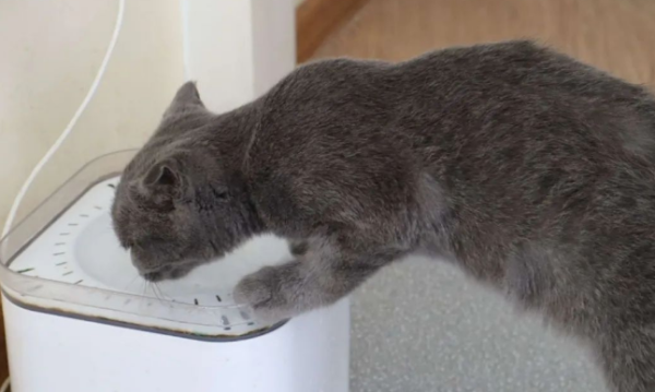 What s the point of giving away cats to people