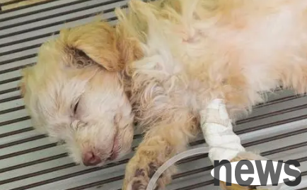 A brief discussion on the causes and comprehensive prevention and treatment of parvovirus disease in pet dogs