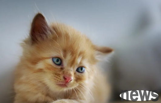 If you need to touch these five parts of the cat, it will love you more. Unfortunately, many cat shovelers don’t touch it? !