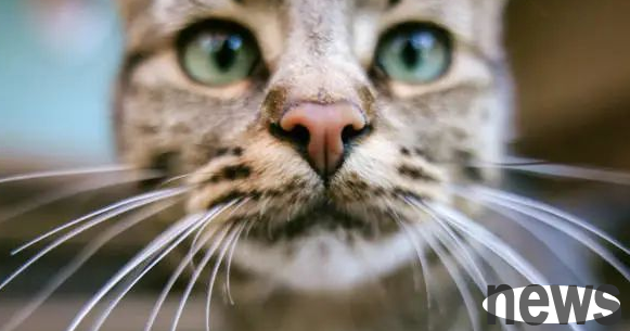 What are the benefits of cat sterilization? What changes will happen after male cats are sterilized!