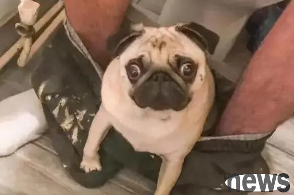 Why do dogs follow when their owners go to the toilet? It turns out that it s because of these points