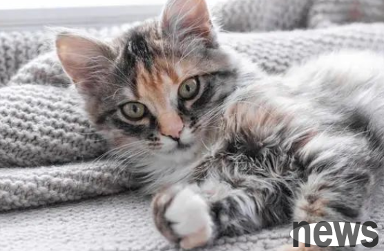 How should cats deal with it when they disturb people’s dreams early in the morning?