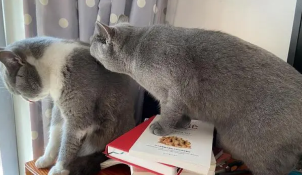 It turns out that this part of the cat betrays its mood. If you don’t know, you will be in vain! ! !