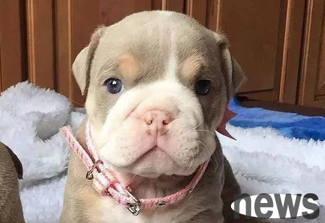 What kind of dog do you think is the most suitable dog for lazy people?