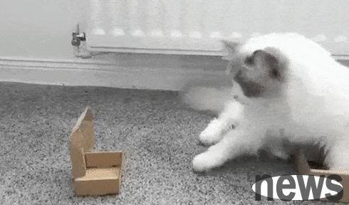 Is it paper fault for cats to tear tissues? Or meow s pot?