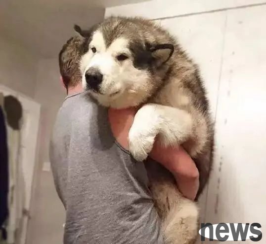 Instructions for raising dogs: No matter how hard the owner tries to change these six 