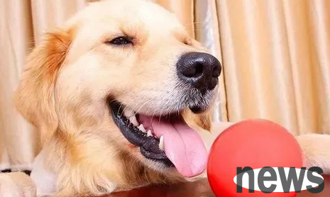 If a dog loves you, he will use these body language to hint you! If you are all lucky!