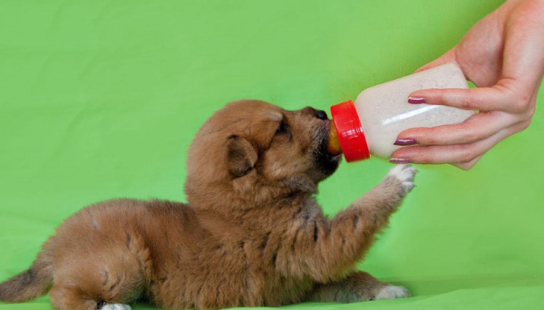 How to feed a dog when he is born? Several aspects that need special attention