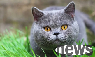 What to do if the cat vomits a brownish color like shit