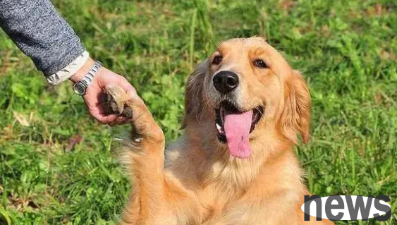 Practical dog training: 5 outdoor moves to keep your dog obedient and on standby!