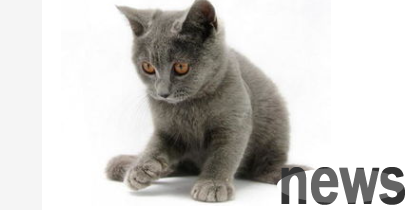 What should I do if my cat has a stinky mouth? Cats with bad breath and bleeding gums after more than six months?