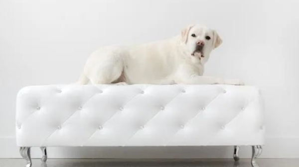 Did your sofa encounter dog urine? Don t panic, here s a way to remove the flavor