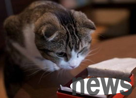 What should a cat do if it eats chocolate?