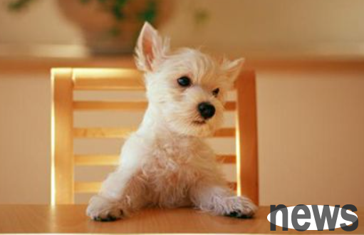 How to remove dander from dogs? Tutorial on anti-dander maintenance for dogs.