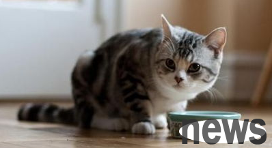 What should I do if a cat is picky about food?