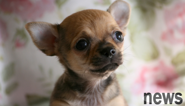 What should I do if the dog suddenly loses its limbs and becomes paralyzed?