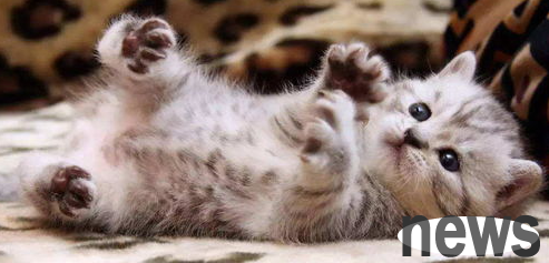 What should I do if a cat flea hits a human? How to remove fleas from cats?