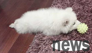 What s going on with the intestines? What should I do if a dog is overturned?