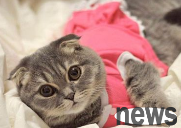 You said, what should I do if a kitten has a cold all the time?