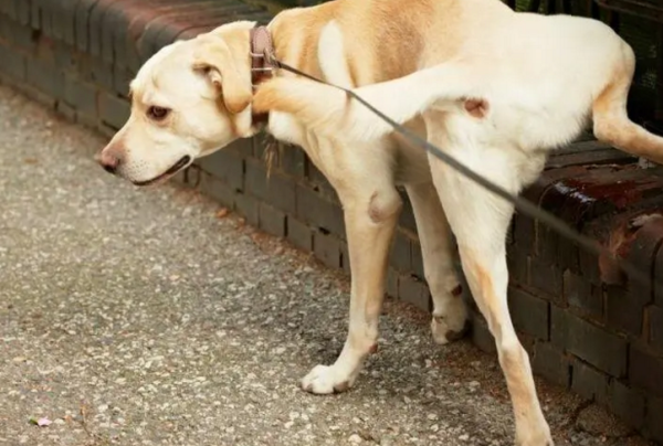 What to do if the pus fluid in the urethral mouth of the dog?