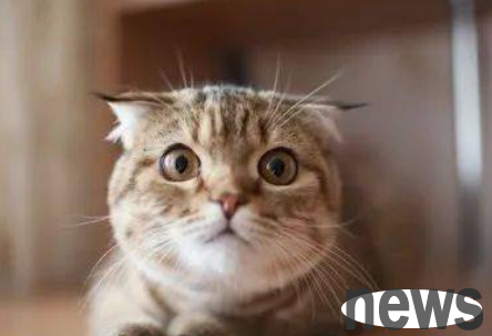 How to judge the beauty and ugliness of cats?