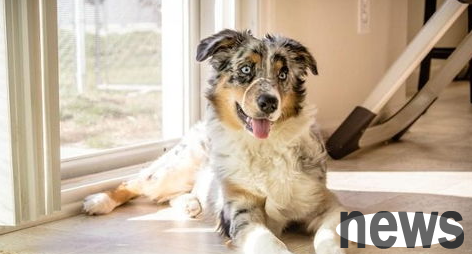 What should I do if a dog eats cat food? What should I do if a dog eats cat food?