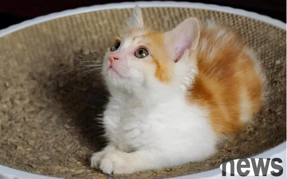 Why do female cats still scream after being sterilized?