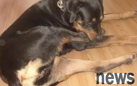 What should I do if my dog ​​is lame when his legs are broken? How to treat it?