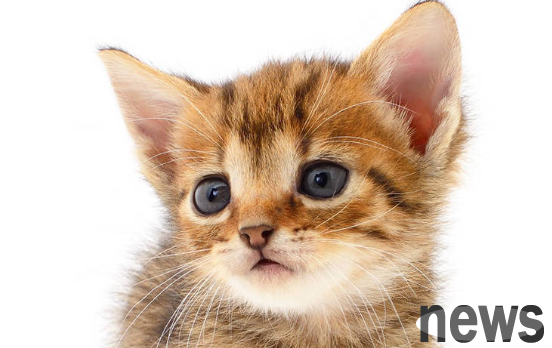 What should I do if the cat I just bought doesn’t eat?