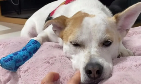 What to do if there is a patella dislocation in dogs?